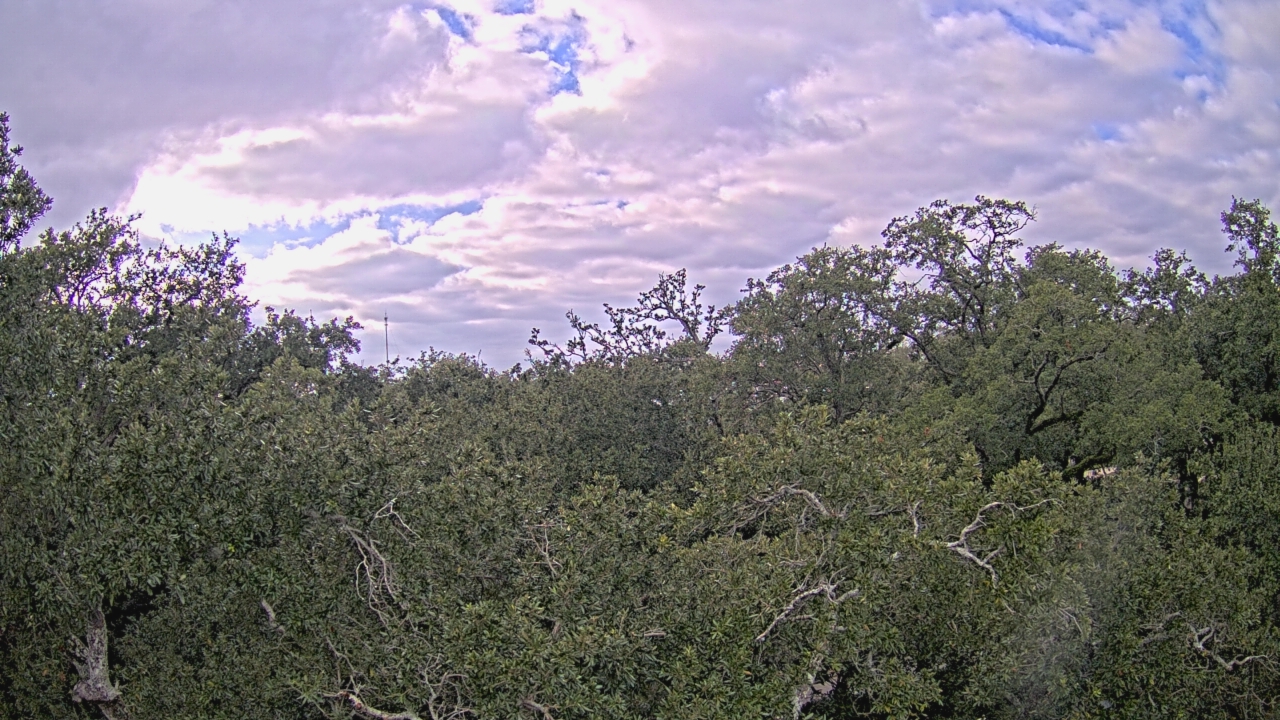Thumbnail for current weather camera view from Metairie Club Gardens in Metairie, Louisiana