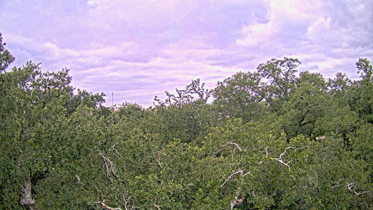 Thumbnail for current weather camera view from Metairie Club Gardens in Metairie, Louisiana