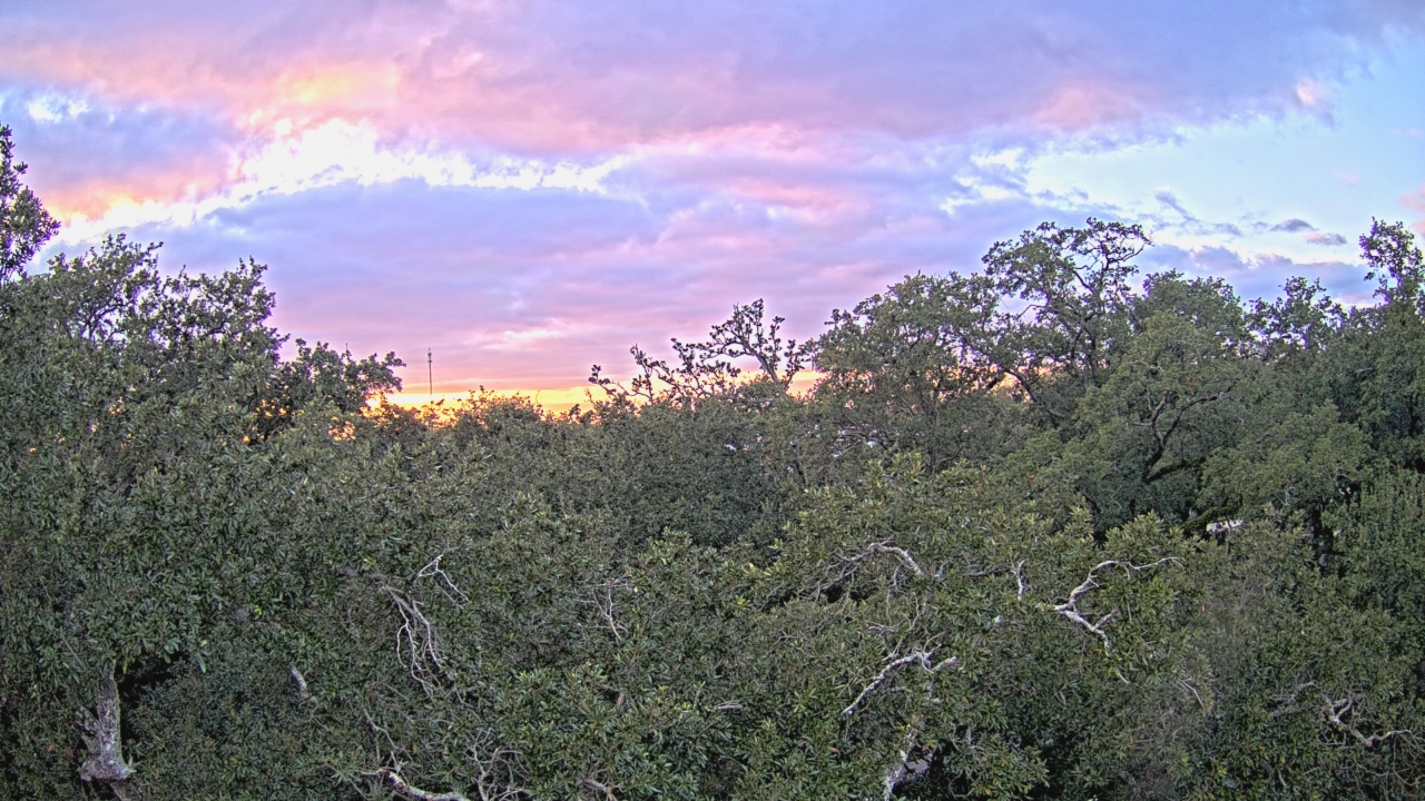 Thumbnail for current weather camera view from Metairie Club Gardens in Metairie, Louisiana