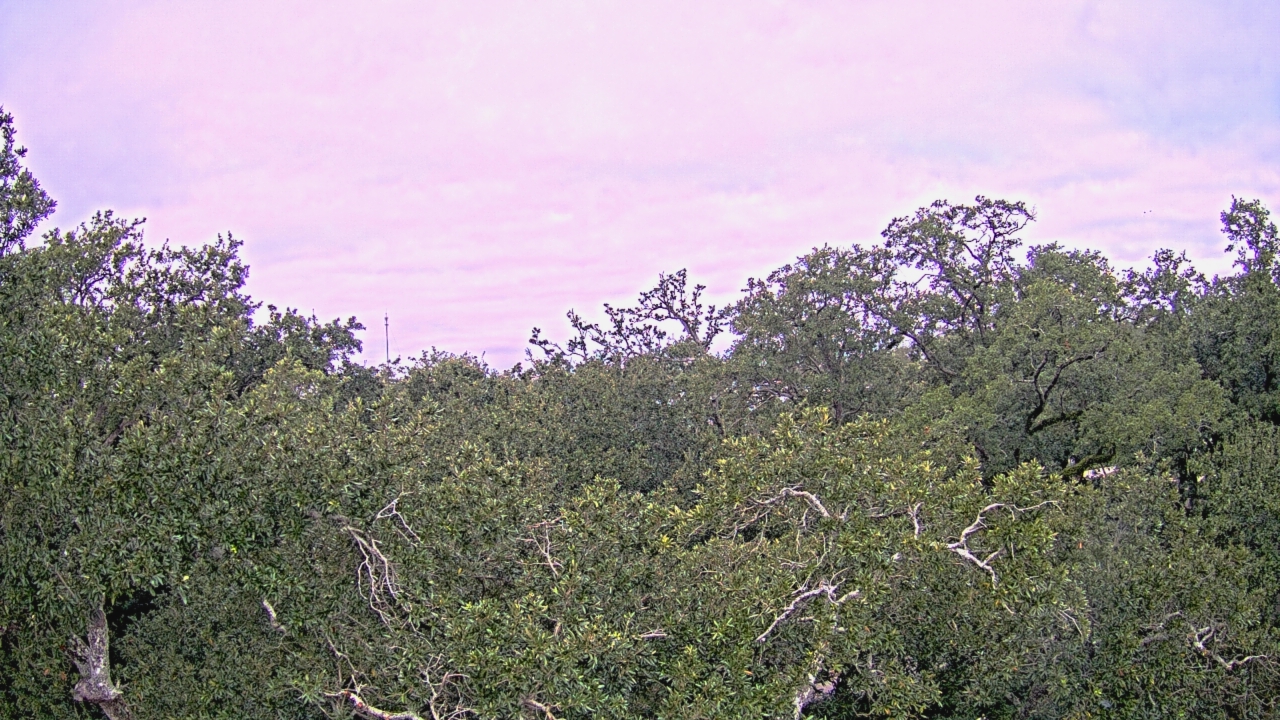 Thumbnail for current weather camera view from Metairie Club Gardens in Metairie, Louisiana