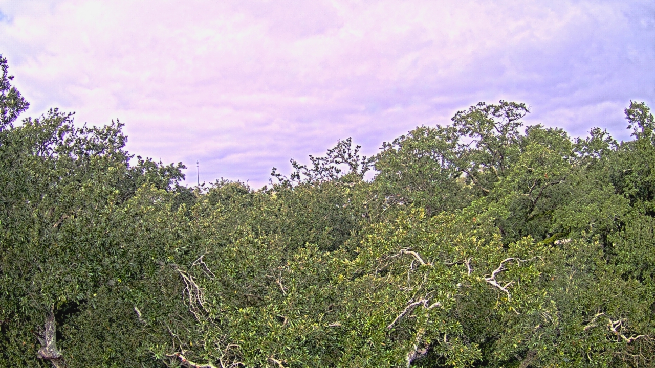 Thumbnail for current weather camera view from Metairie Club Gardens in Metairie, Louisiana