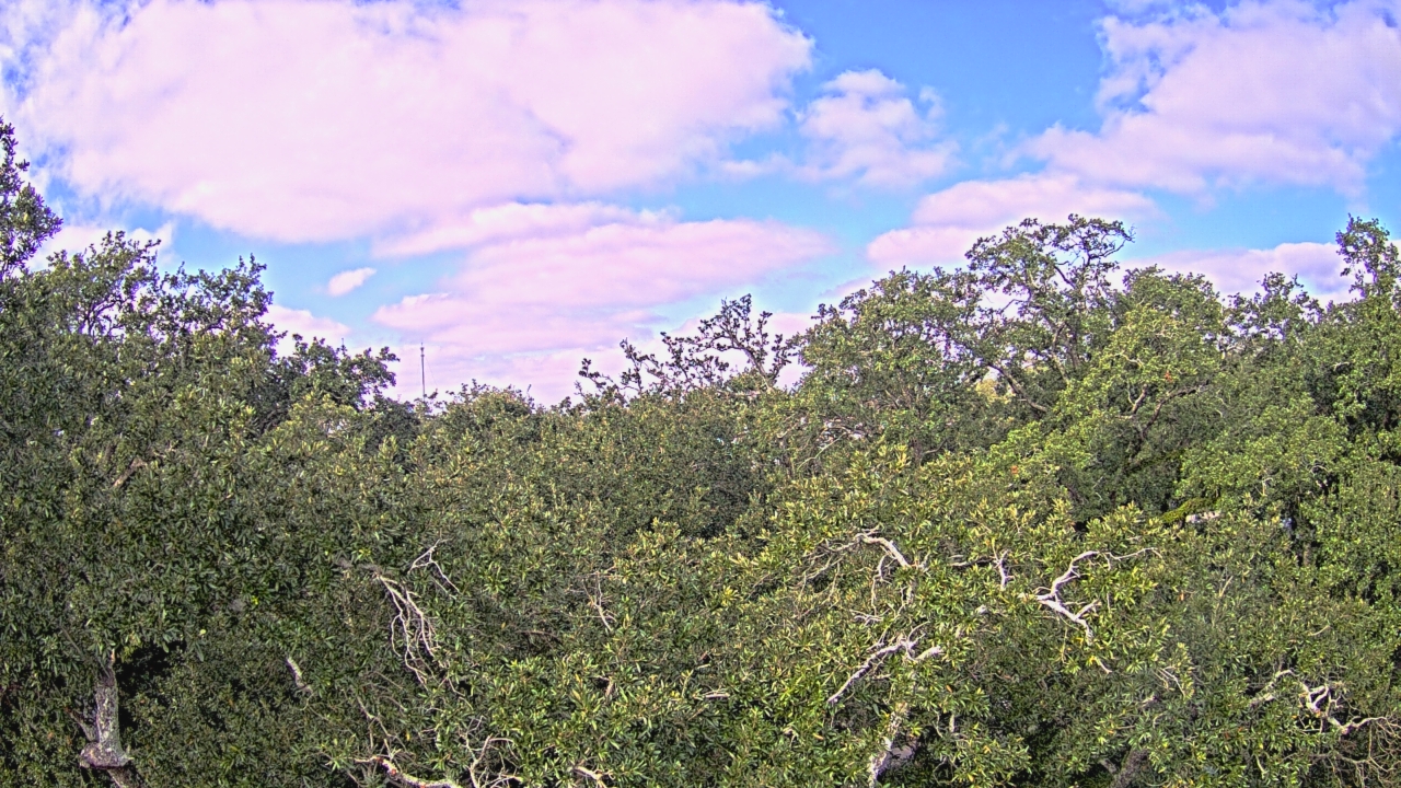 Thumbnail for current weather camera view from Metairie Club Gardens in Metairie, Louisiana