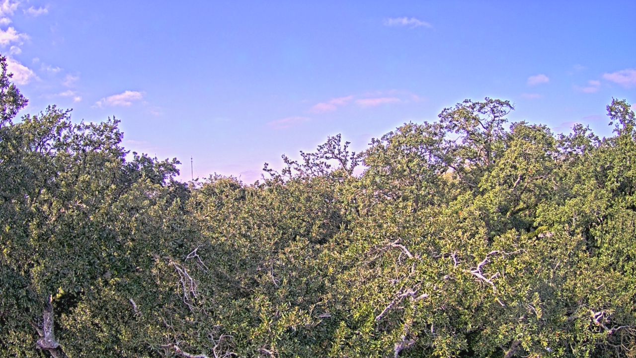 Thumbnail for current weather camera view from Metairie Club Gardens in Metairie, Louisiana