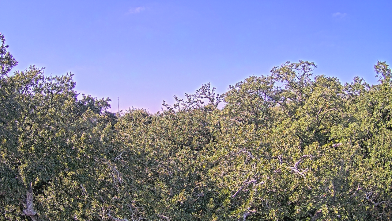 Thumbnail for current weather camera view from Metairie Club Gardens in Metairie, Louisiana