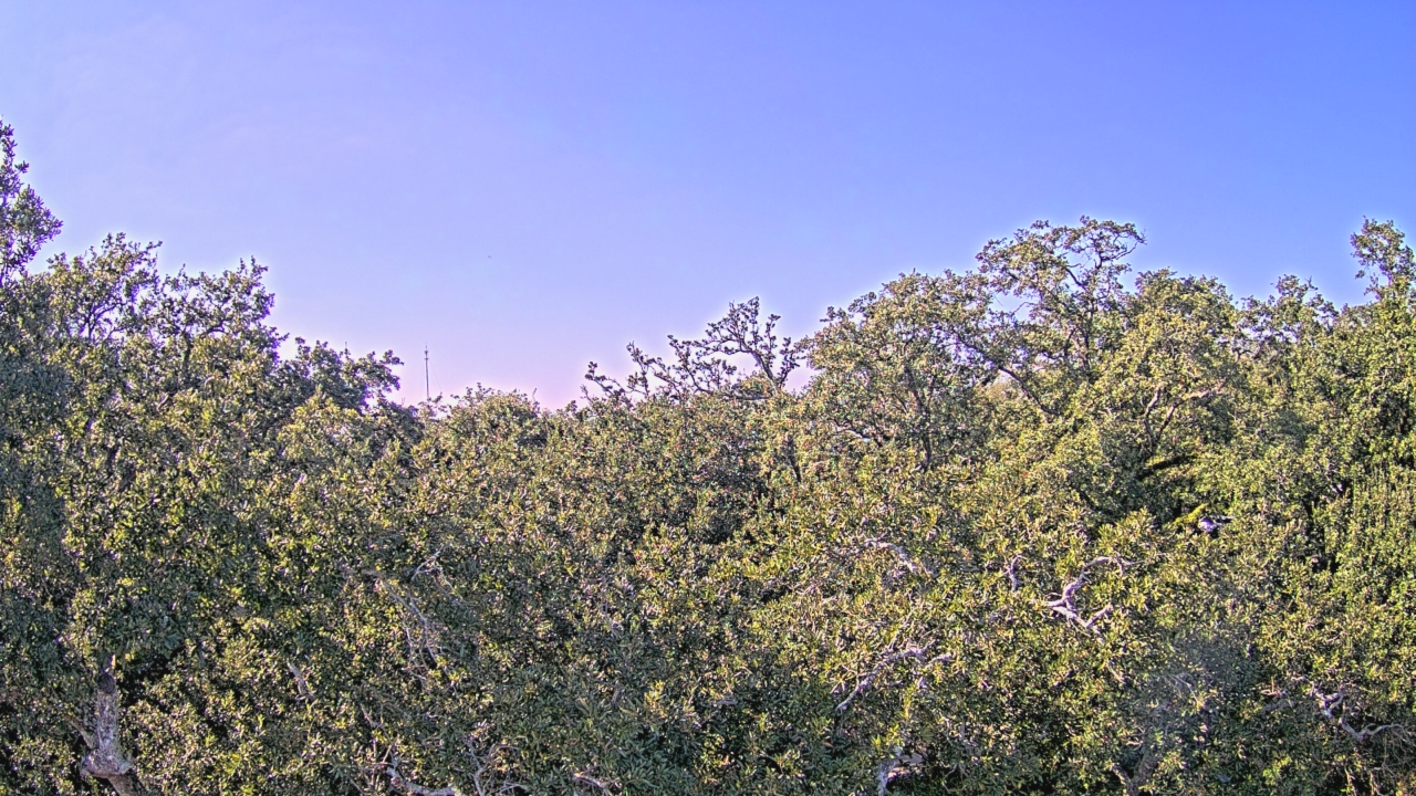 Thumbnail for current weather camera view from Metairie Club Gardens in Metairie, Louisiana