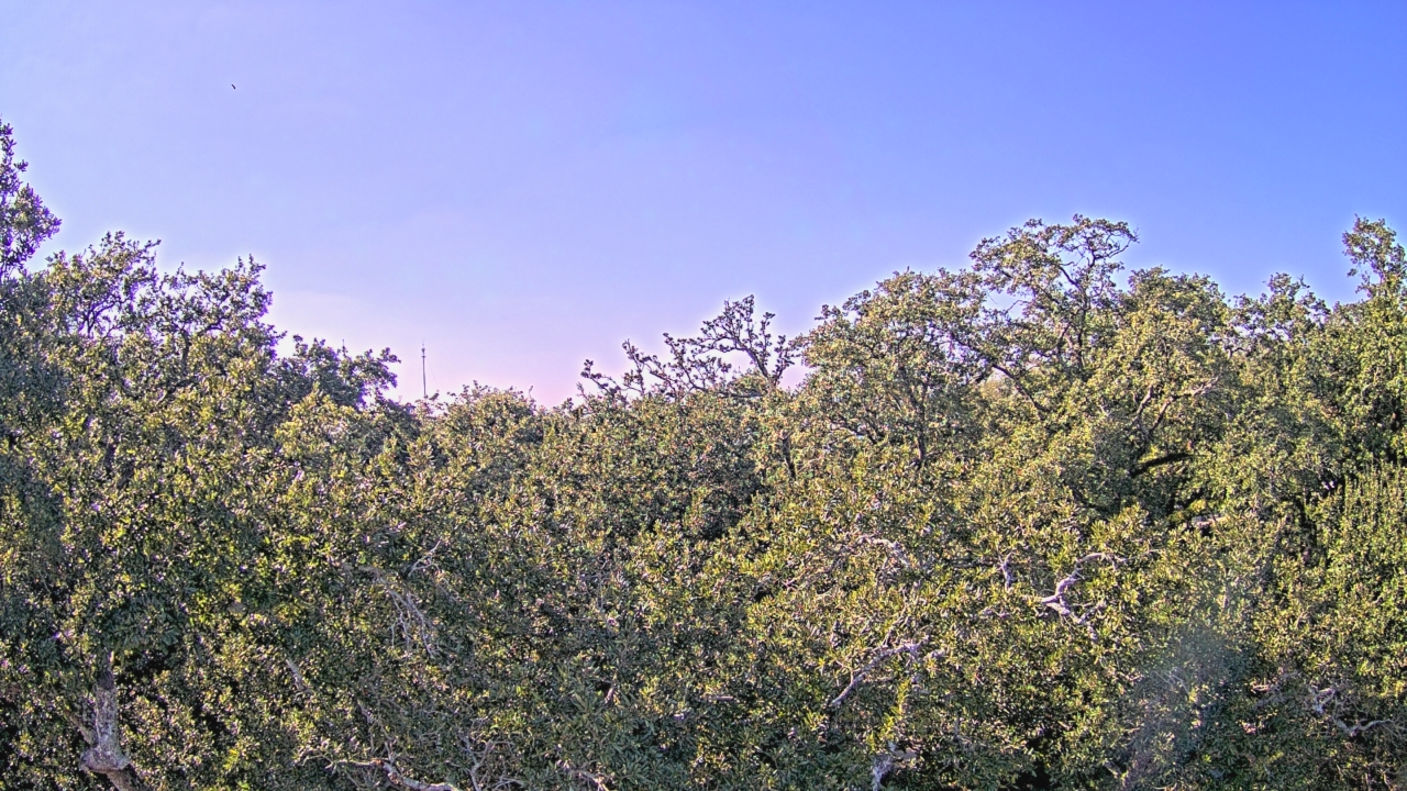 Thumbnail for current weather camera view from Metairie Club Gardens in Metairie, Louisiana