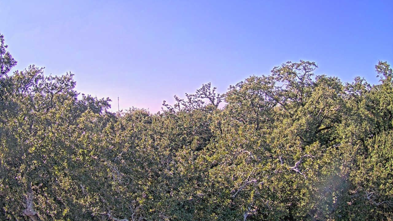 Thumbnail for current weather camera view from Metairie Club Gardens in Metairie, Louisiana