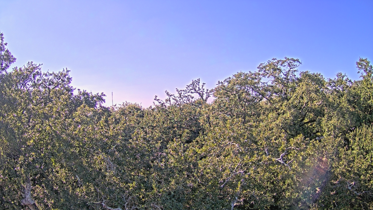 Thumbnail for current weather camera view from Metairie Club Gardens in Metairie, Louisiana