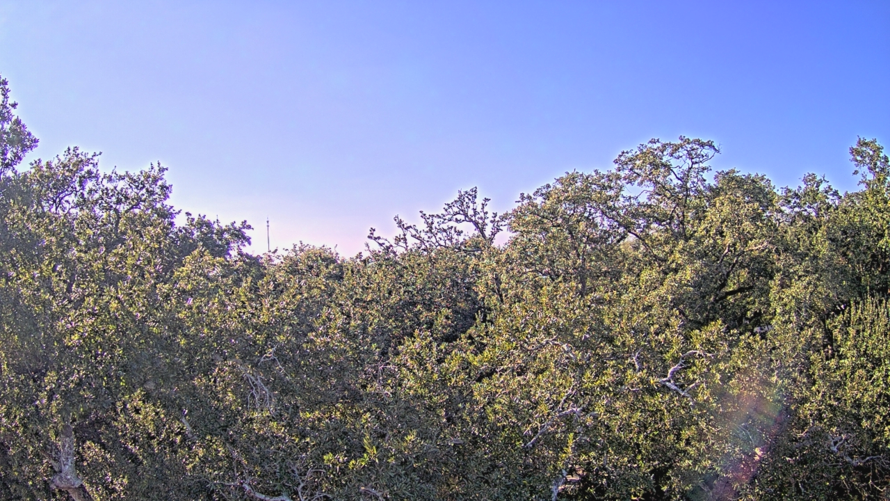 Thumbnail for current weather camera view from Metairie Club Gardens in Metairie, Louisiana