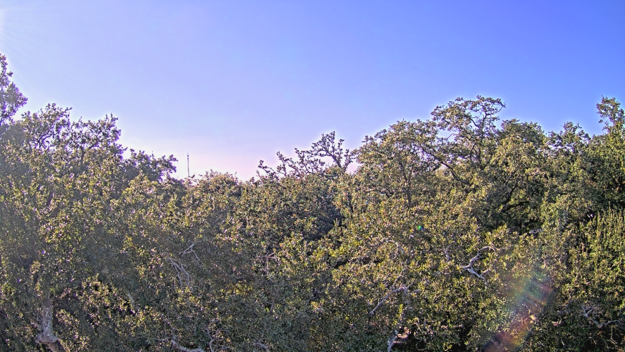 Thumbnail for current weather camera view from Metairie Club Gardens in Metairie, Louisiana