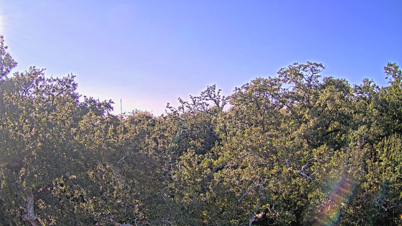 Thumbnail for current weather camera view from Metairie Club Gardens in Metairie, Louisiana