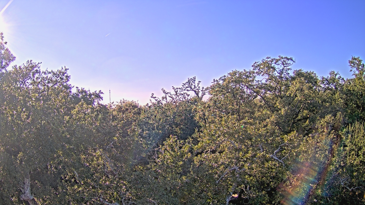 Thumbnail for current weather camera view from Metairie Club Gardens in Metairie, Louisiana