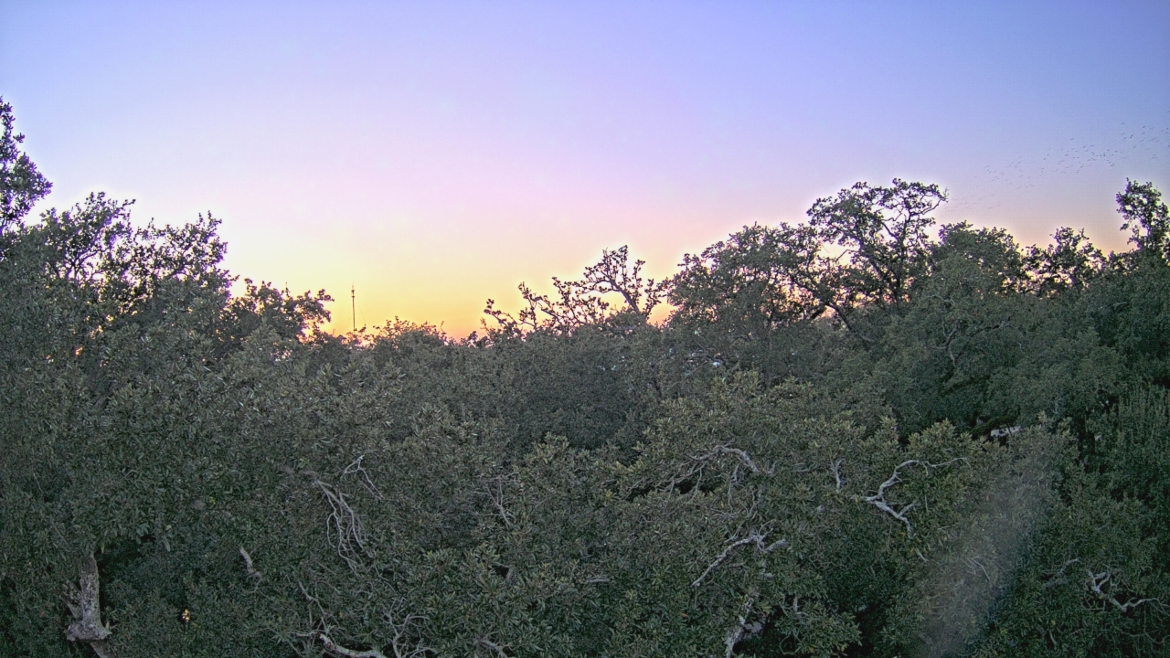 Thumbnail for current weather camera view from Metairie Club Gardens in Metairie, Louisiana