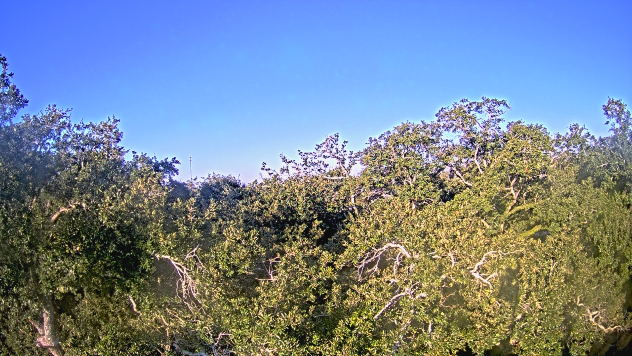 Thumbnail for current weather camera view from Metairie Club Gardens in Metairie, Louisiana