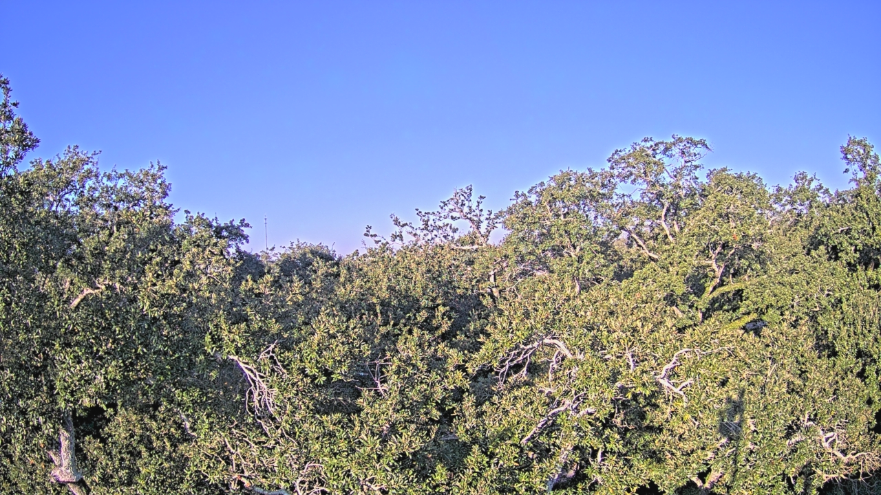 Thumbnail for current weather camera view from Metairie Club Gardens in Metairie, Louisiana