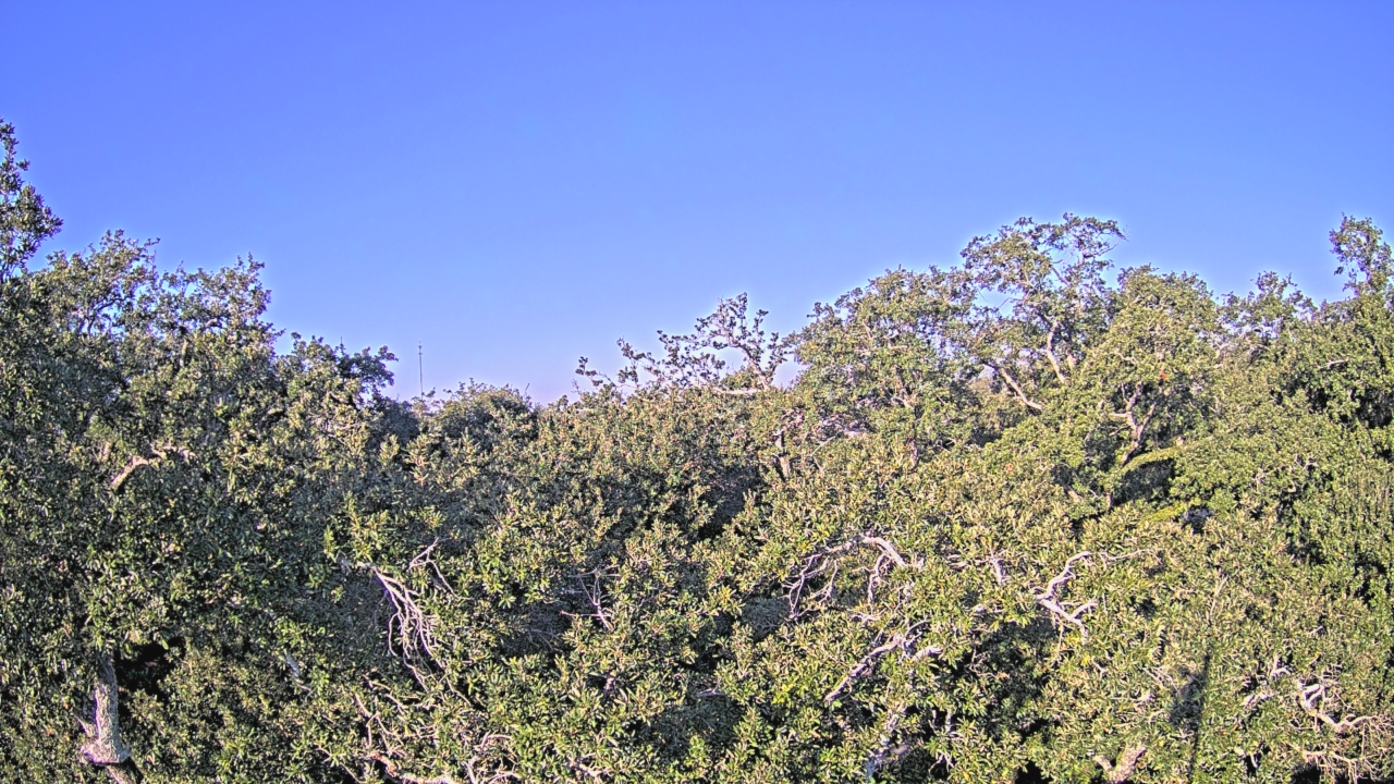 Thumbnail for current weather camera view from Metairie Club Gardens in Metairie, Louisiana