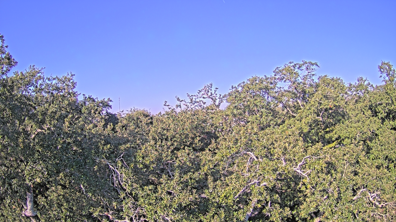 Thumbnail for current weather camera view from Metairie Club Gardens in Metairie, Louisiana