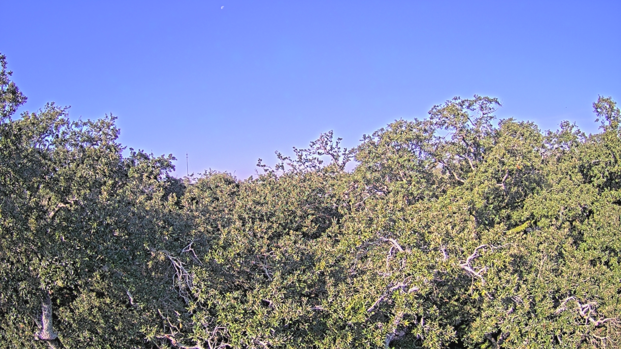 Thumbnail for current weather camera view from Metairie Club Gardens in Metairie, Louisiana