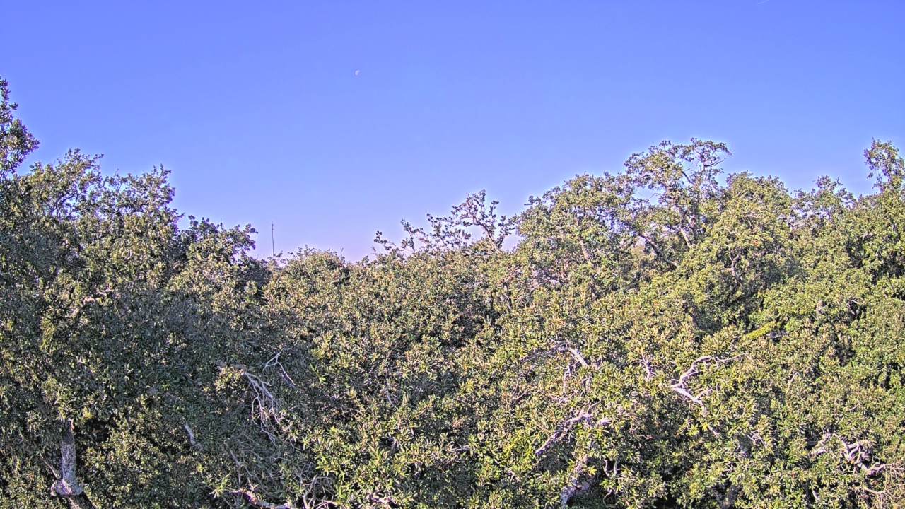 Thumbnail for current weather camera view from Metairie Club Gardens in Metairie, Louisiana