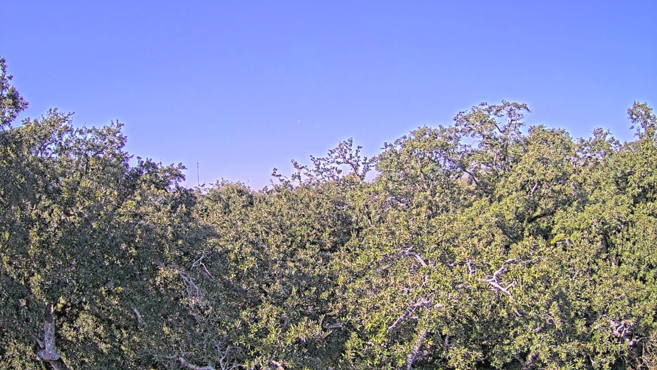 Thumbnail for current weather camera view from Metairie Club Gardens in Metairie, Louisiana