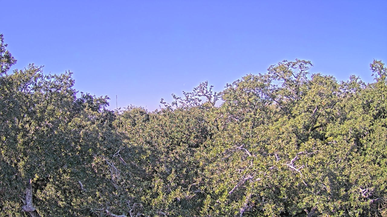 Thumbnail for current weather camera view from Metairie Club Gardens in Metairie, Louisiana