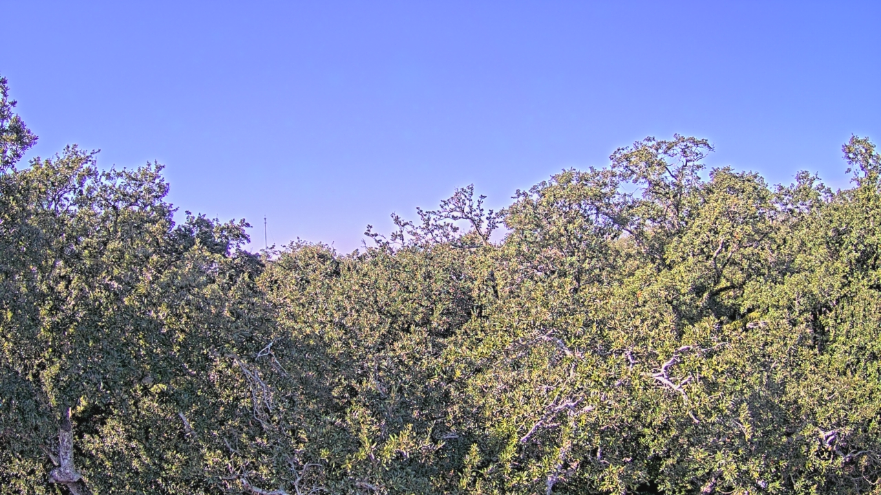 Thumbnail for current weather camera view from Metairie Club Gardens in Metairie, Louisiana