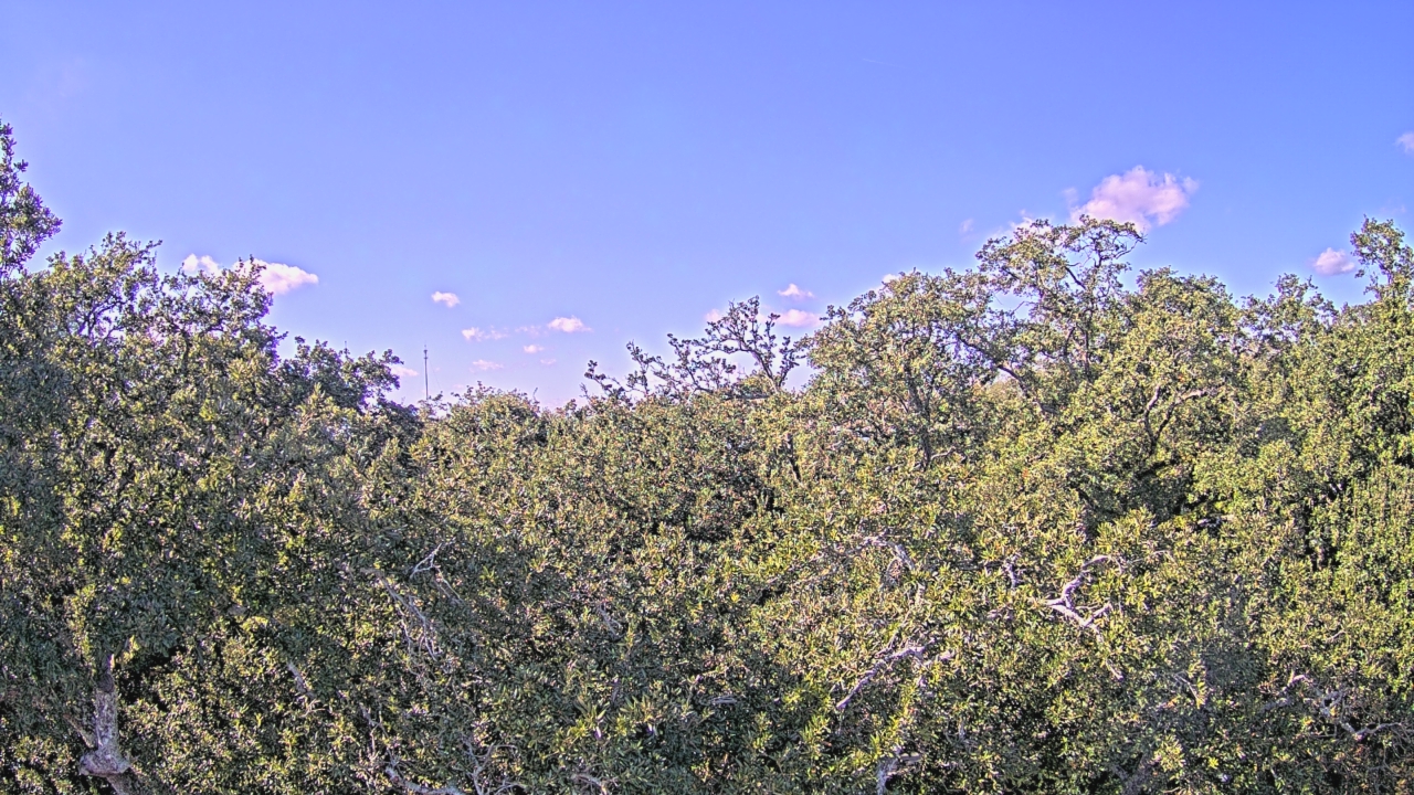 Thumbnail for current weather camera view from Metairie Club Gardens in Metairie, Louisiana