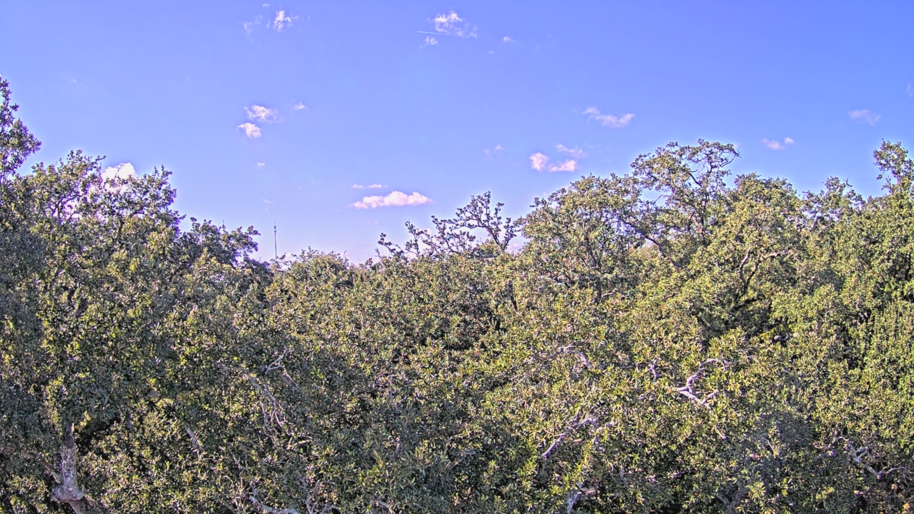 Thumbnail for current weather camera view from Metairie Club Gardens in Metairie, Louisiana