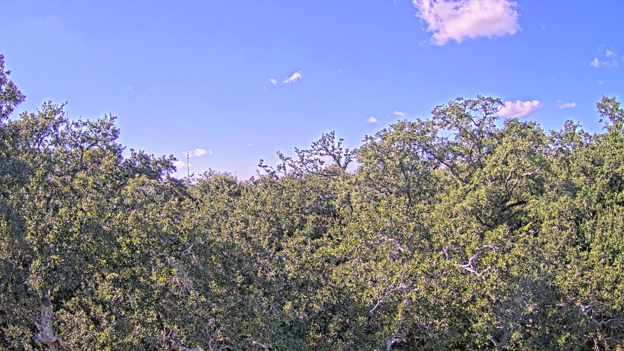 Thumbnail for current weather camera view from Metairie Club Gardens in Metairie, Louisiana