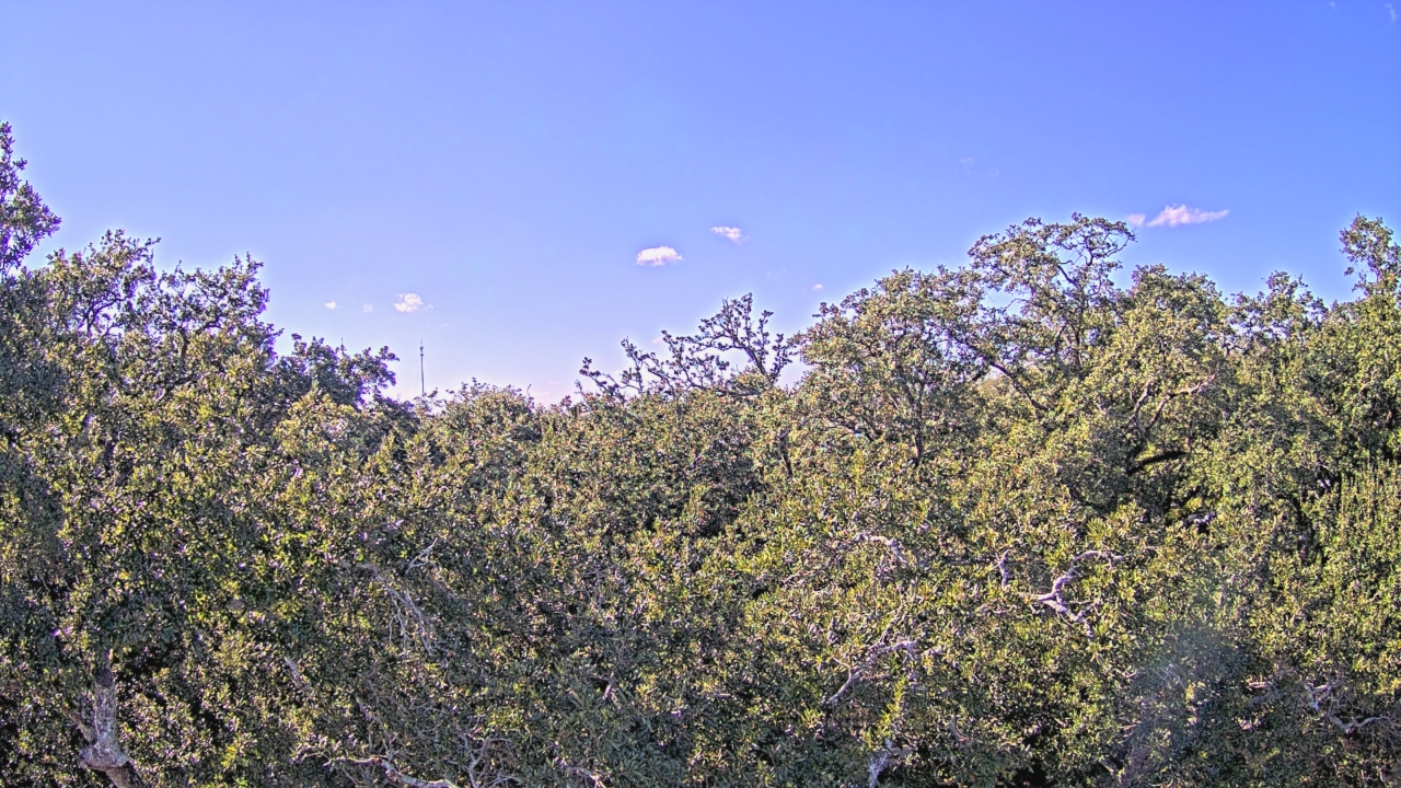 Thumbnail for current weather camera view from Metairie Club Gardens in Metairie, Louisiana