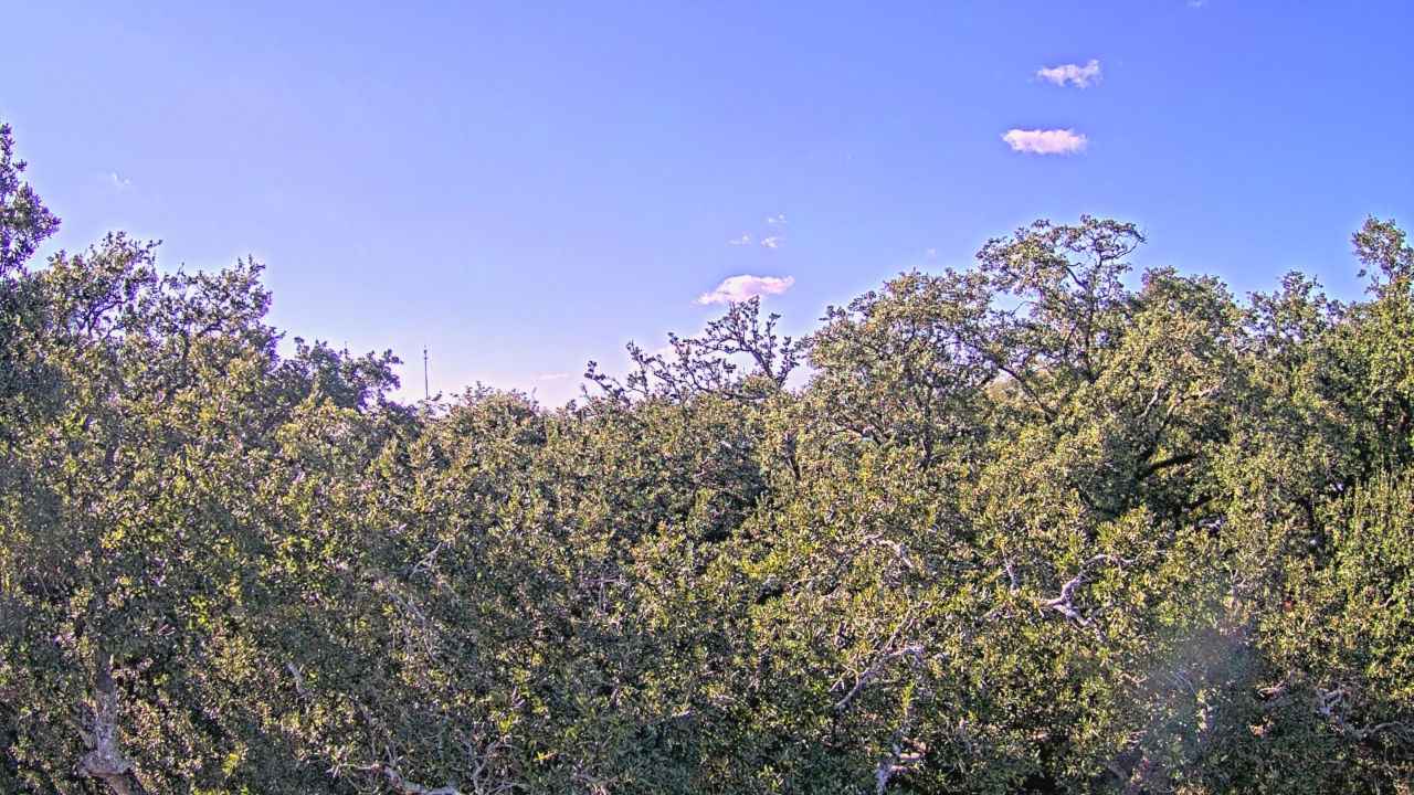 Thumbnail for current weather camera view from Metairie Club Gardens in Metairie, Louisiana