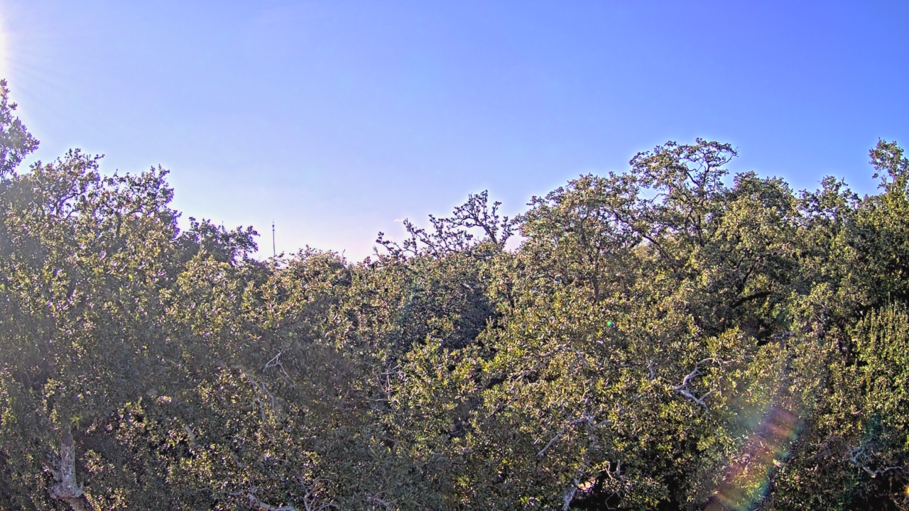 Thumbnail for current weather camera view from Metairie Club Gardens in Metairie, Louisiana