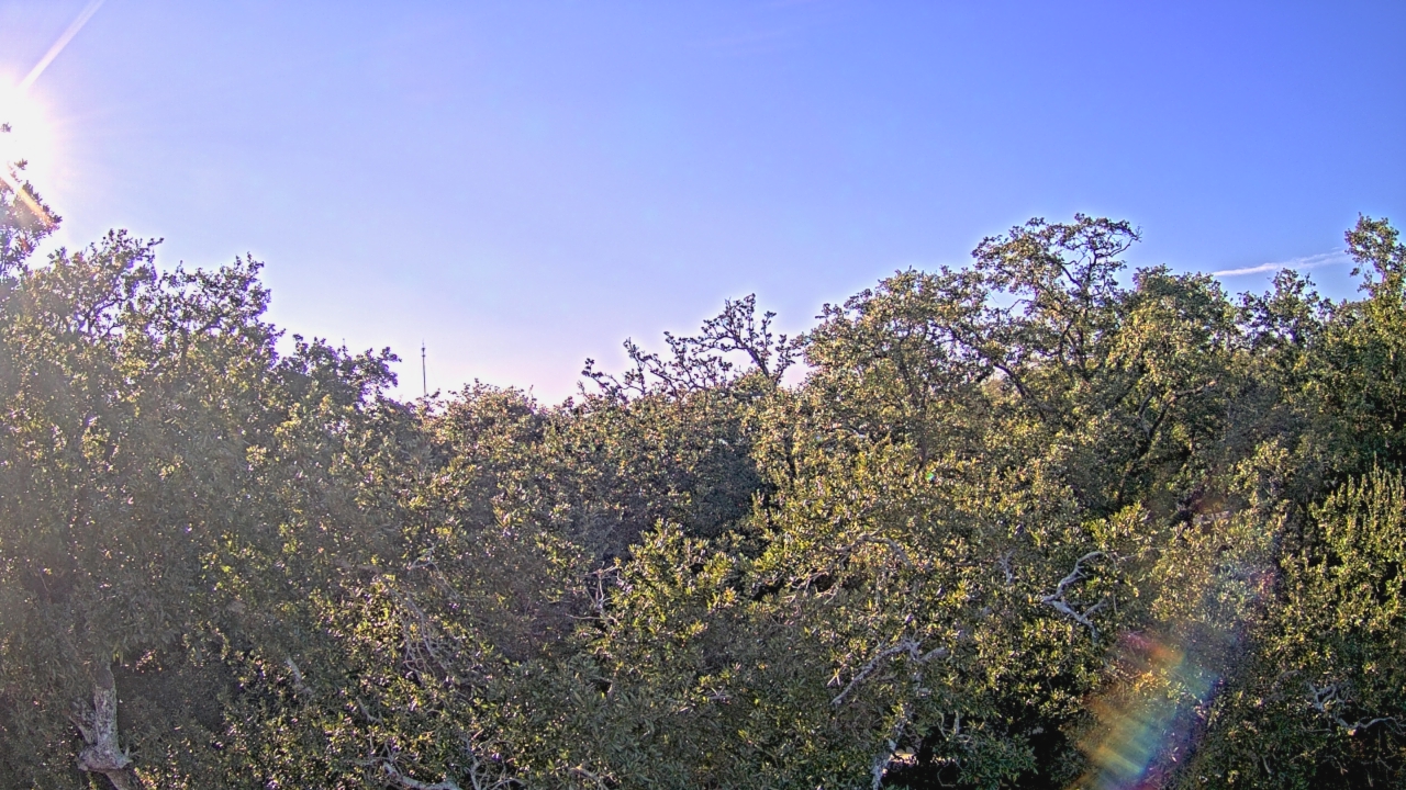 Thumbnail for current weather camera view from Metairie Club Gardens in Metairie, Louisiana