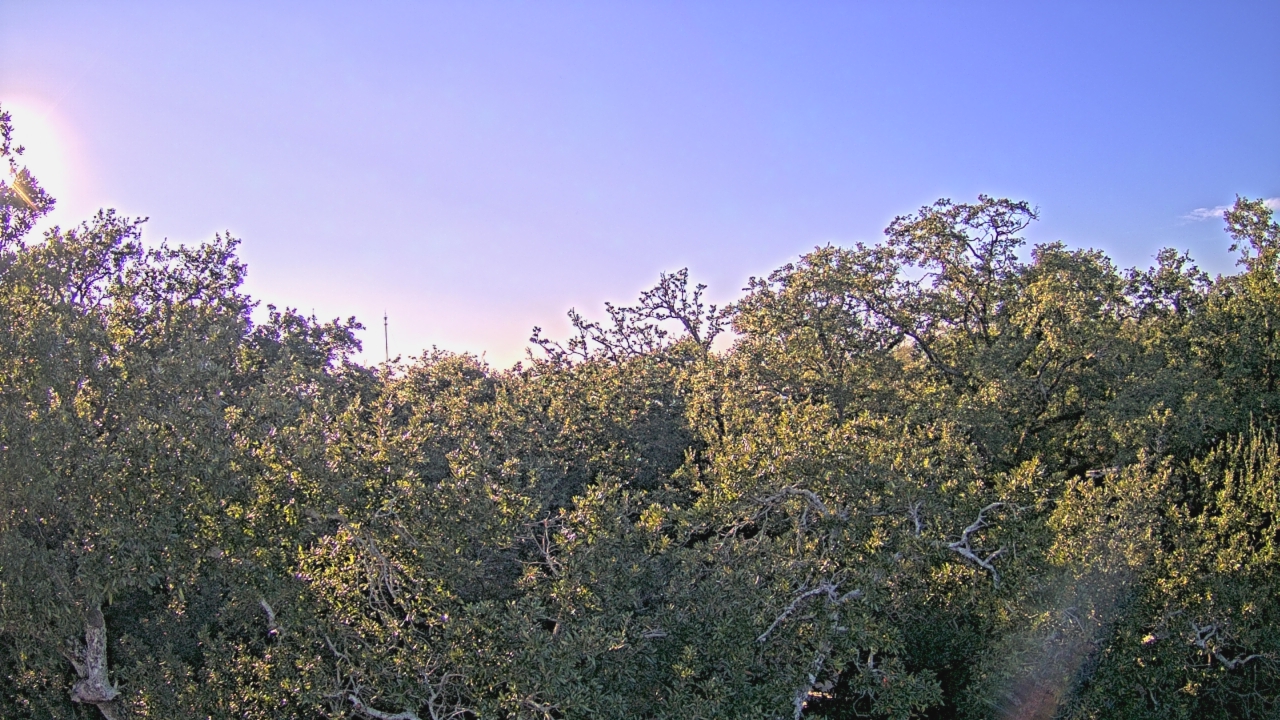 Thumbnail for current weather camera view from Metairie Club Gardens in Metairie, Louisiana