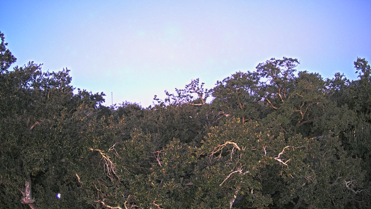 Thumbnail for current weather camera view from Metairie Club Gardens in Metairie, Louisiana