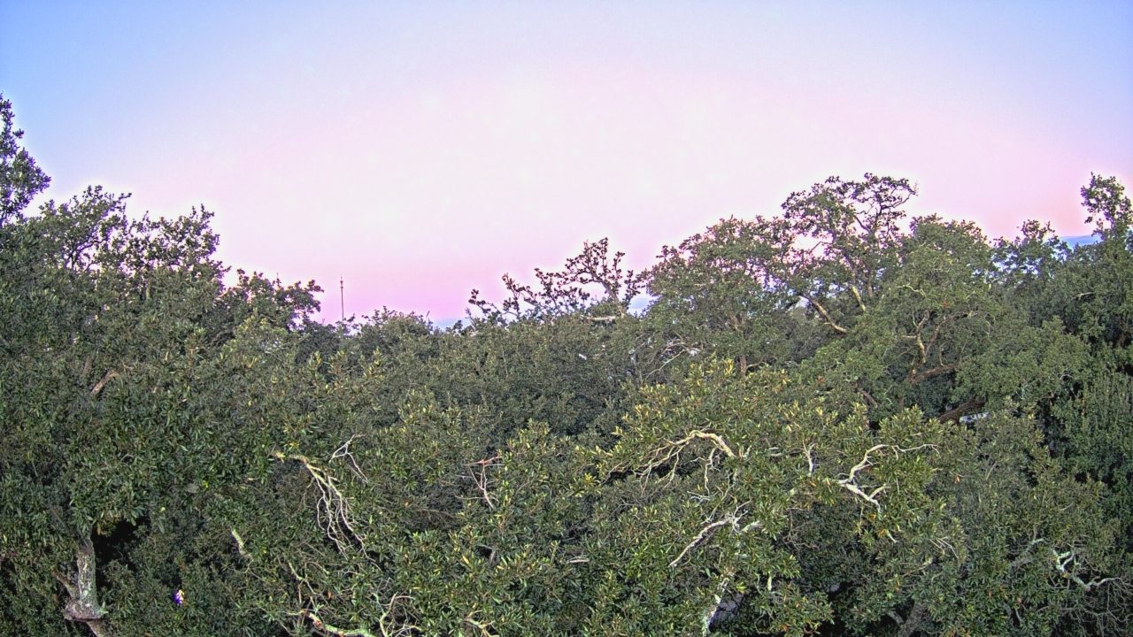 Thumbnail for current weather camera view from Metairie Club Gardens in Metairie, Louisiana