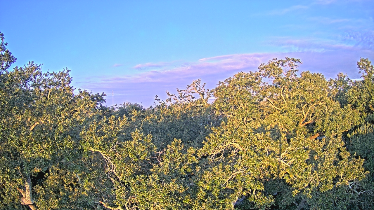 Thumbnail for current weather camera view from Metairie Club Gardens in Metairie, Louisiana