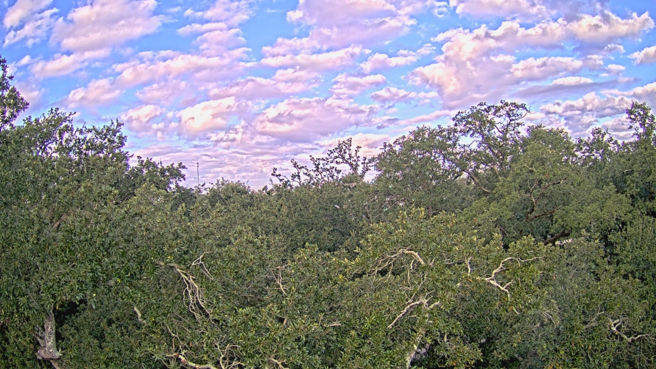 Thumbnail for current weather camera view from Metairie Club Gardens in Metairie, Louisiana