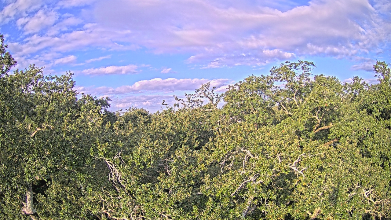 Thumbnail for current weather camera view from Metairie Club Gardens in Metairie, Louisiana