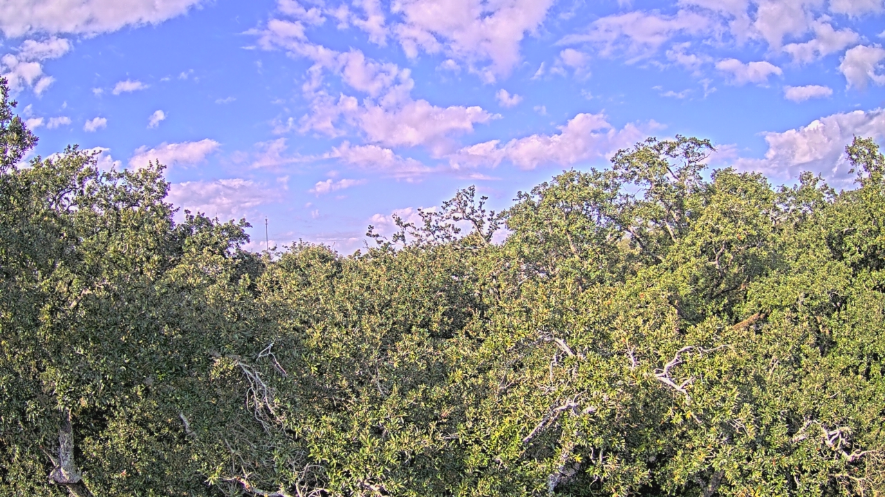 Thumbnail for current weather camera view from Metairie Club Gardens in Metairie, Louisiana