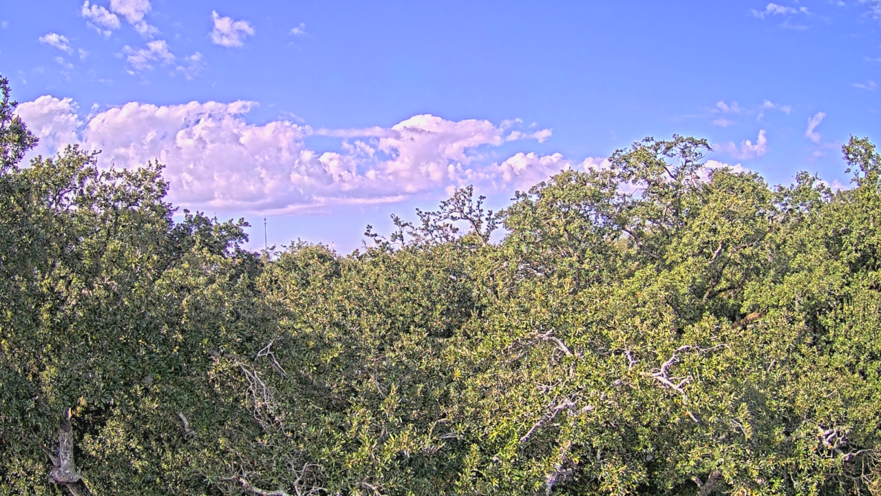 Thumbnail for current weather camera view from Metairie Club Gardens in Metairie, Louisiana