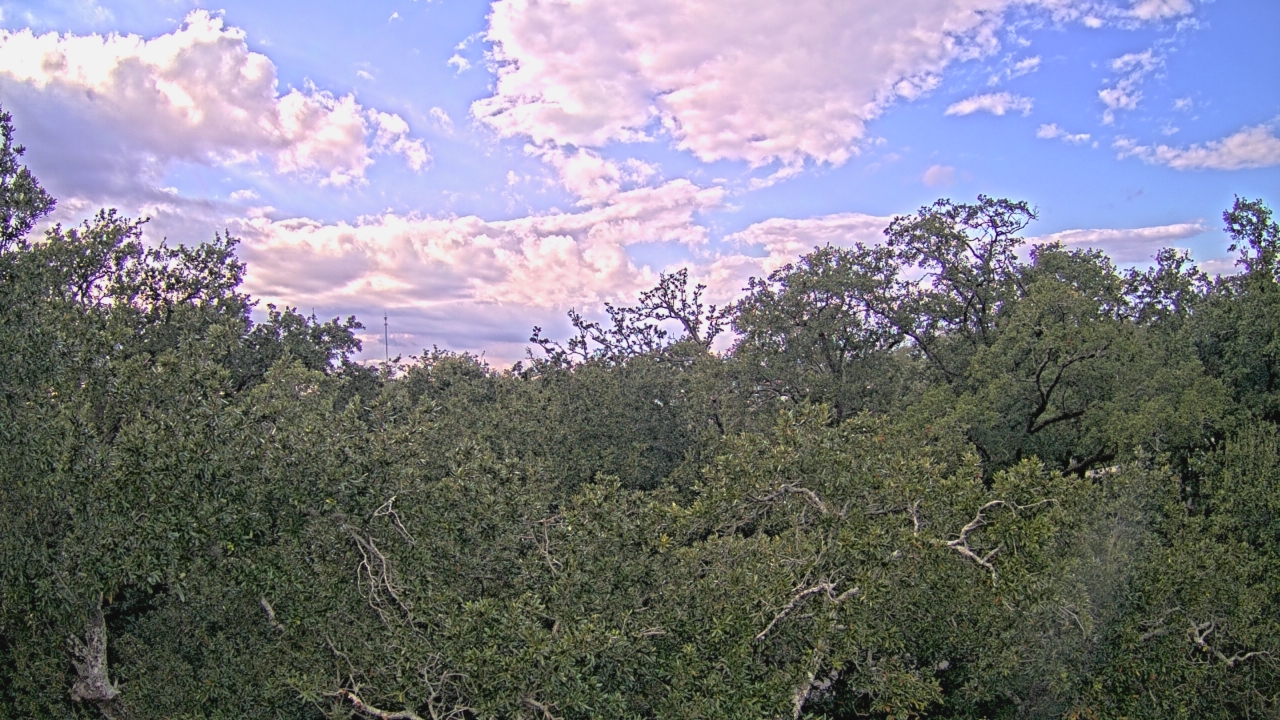 Thumbnail for current weather camera view from Metairie Club Gardens in Metairie, Louisiana