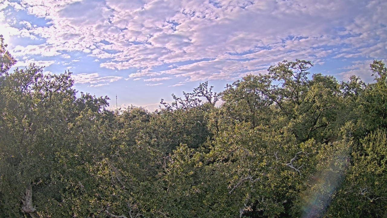 Thumbnail for current weather camera view from Metairie Club Gardens in Metairie, Louisiana