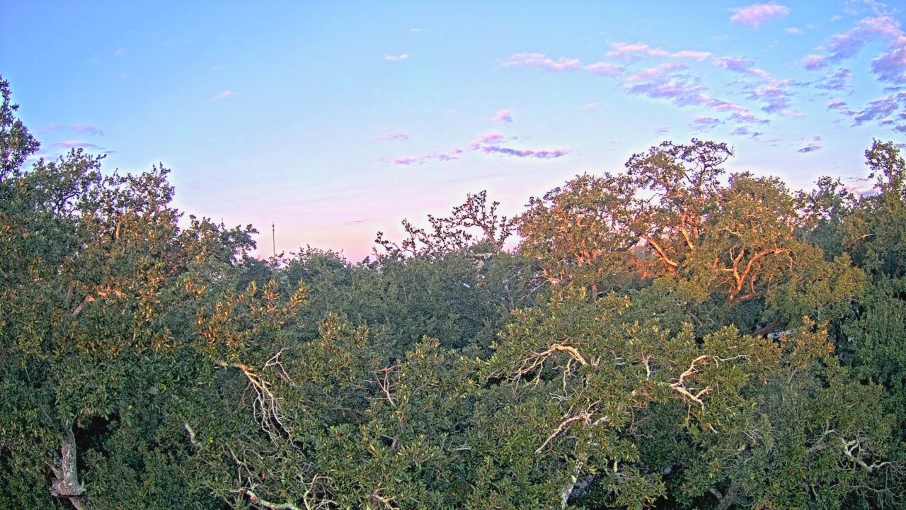 Thumbnail for current weather camera view from Metairie Club Gardens in Metairie, Louisiana