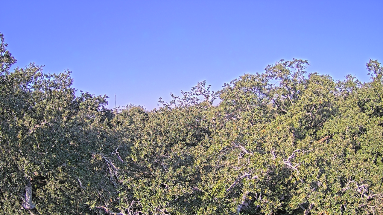 Thumbnail for current weather camera view from Metairie Club Gardens in Metairie, Louisiana