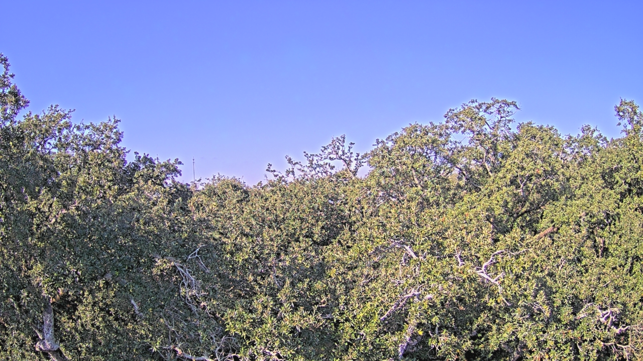 Thumbnail for current weather camera view from Metairie Club Gardens in Metairie, Louisiana