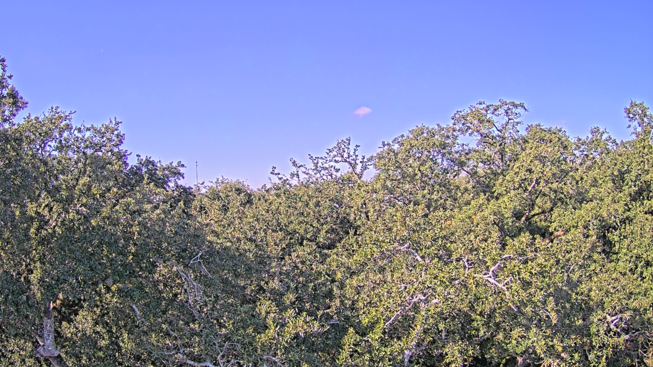 Thumbnail for current weather camera view from Metairie Club Gardens in Metairie, Louisiana