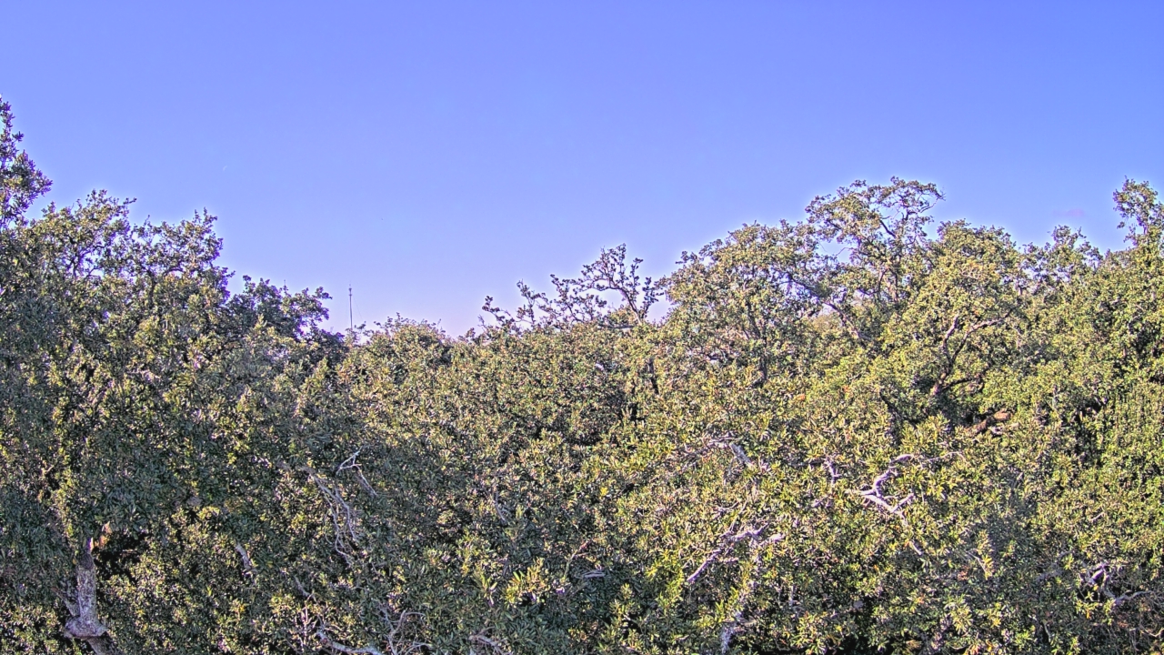 Thumbnail for current weather camera view from Metairie Club Gardens in Metairie, Louisiana