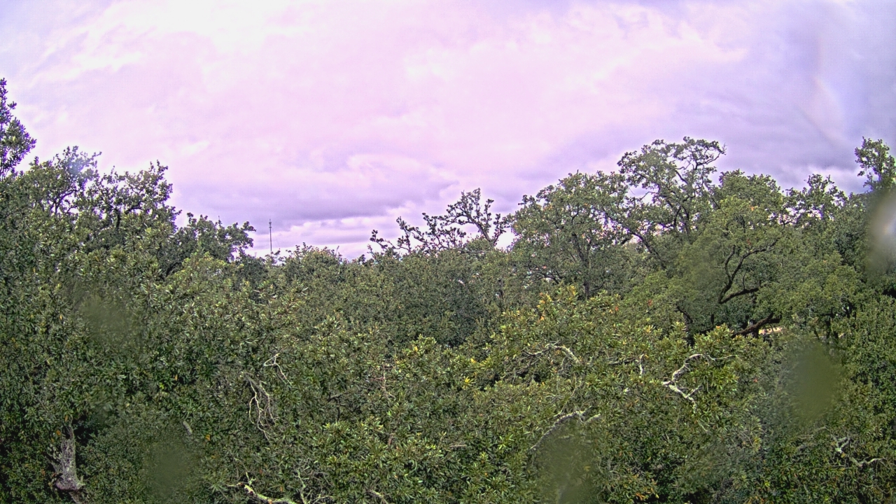 Thumbnail for current weather camera view from Metairie Club Gardens in Metairie, Louisiana