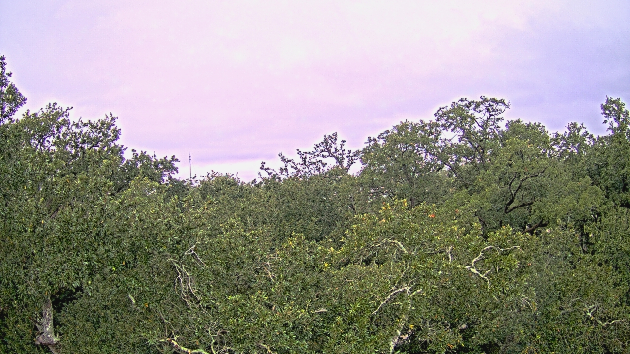 Thumbnail for current weather camera view from Metairie Club Gardens in Metairie, Louisiana